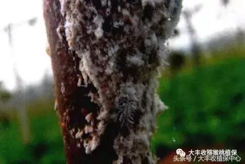 猕猴桃常见虫害图,猕猴桃各种虫害图谱