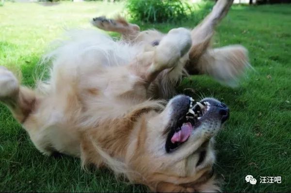 遛狗还是被狗遛，狗狗卧地不走怎么办？