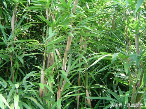 巾帼国医,巾帼英雄排行榜