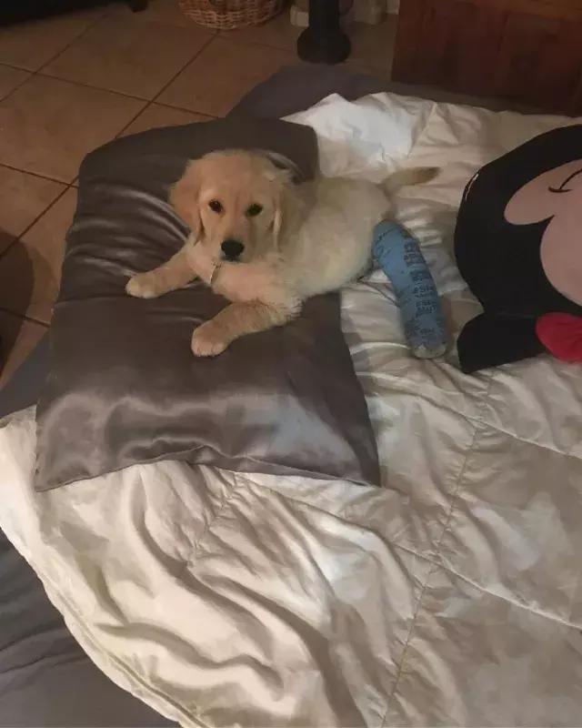 小金毛石膏,小金毛贪玩被车撞