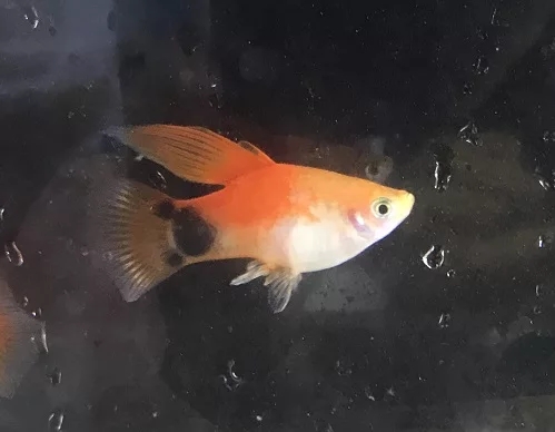 观赏鱼月光美人,热带发财鱼观赏鱼