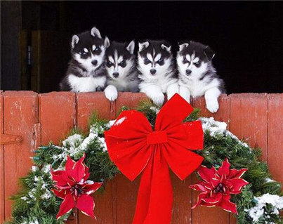 哈士奇幼犬的饲养方法,哈士奇幼犬的训练方法和步骤