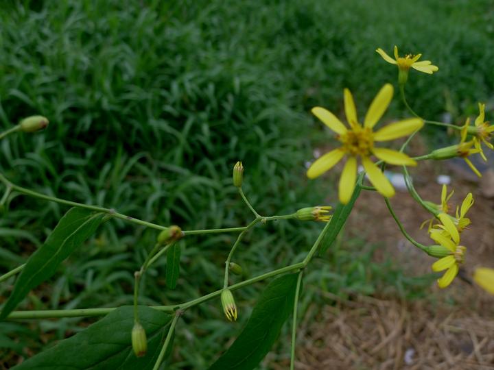识得千里光一年四季不长疮,识得