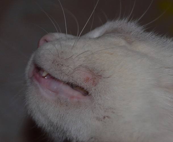 人得了猫癣如何预防猫癣扩散,猫癣在治疗的过程中传染吗