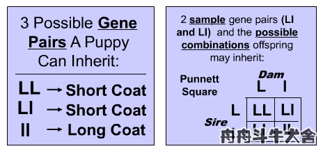 法国斗牛犬产仔后怎么养,法国斗牛犬如何受孕