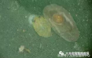 猕猴桃常见虫害图,猕猴桃各种虫害图谱