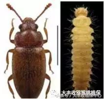 猕猴桃常见虫害图,猕猴桃各种虫害图谱