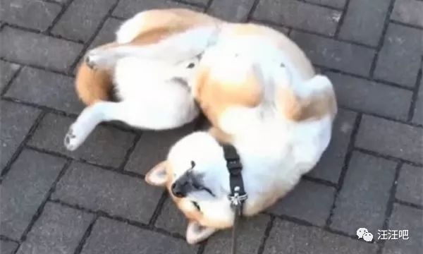 遛狗还是被狗遛，狗狗卧地不走怎么办？