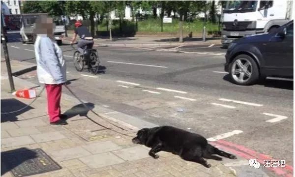 遛狗还是被狗遛，狗狗卧地不走怎么办？