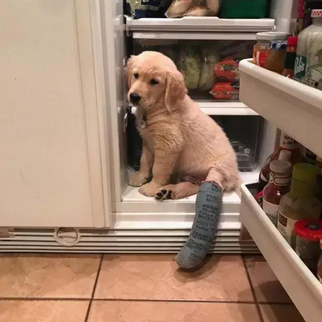 小金毛石膏,小金毛贪玩被车撞