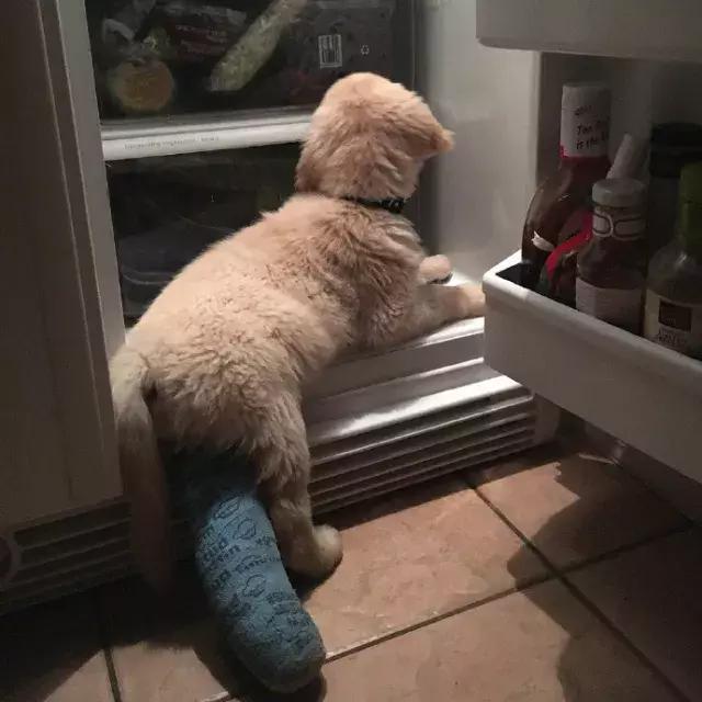 小金毛石膏,小金毛贪玩被车撞