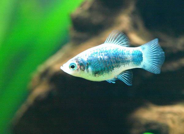 观赏鱼月光美人,热带发财鱼观赏鱼