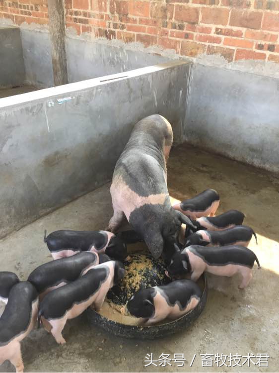 看猪粪识猪病,怎么判断猪病好坏