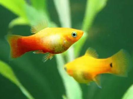 观赏鱼月光美人,热带发财鱼观赏鱼