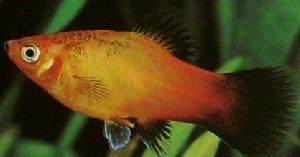 观赏鱼月光美人,热带发财鱼观赏鱼