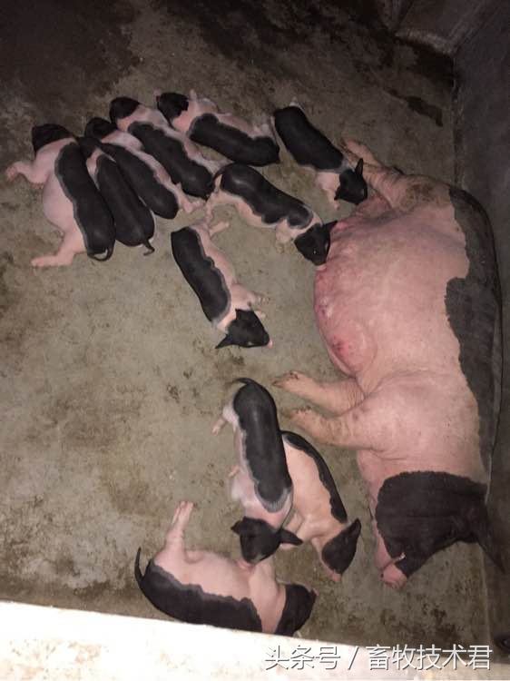 看猪粪识猪病,怎么判断猪病好坏