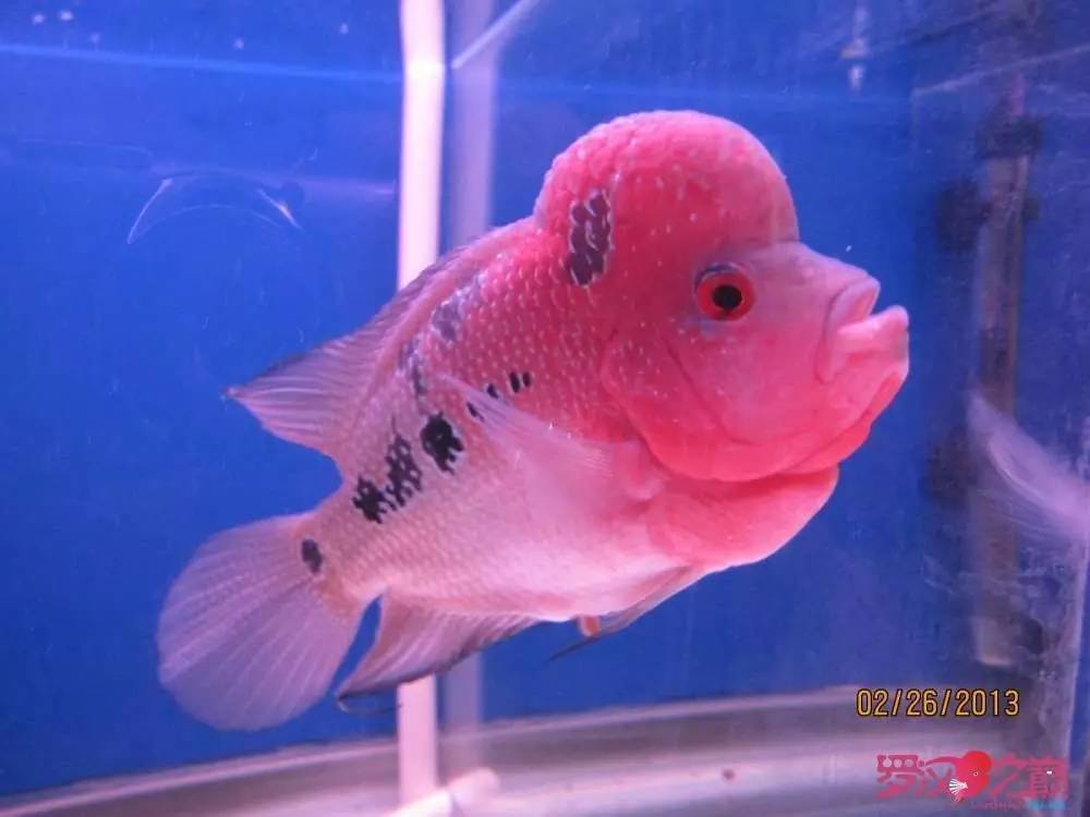 慢性肠炎的症状表现及治疗方法,慢性肠炎用中医还是西医治疗好