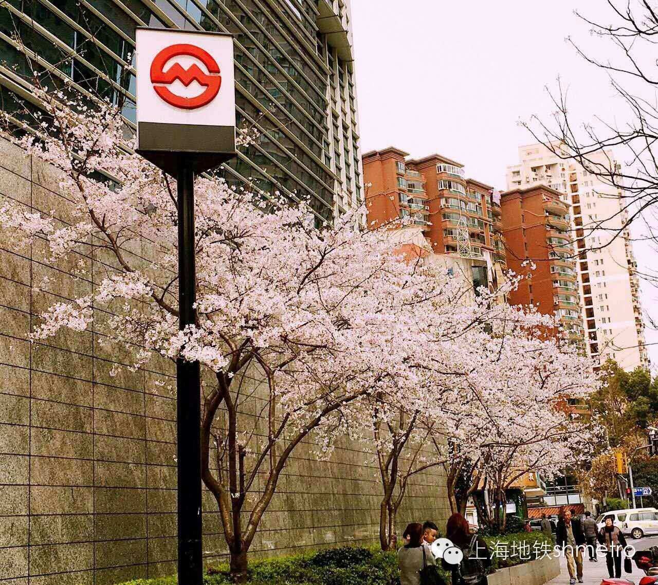看樱花不用远赴日本,看樱花不用去武汉关庙也可以看