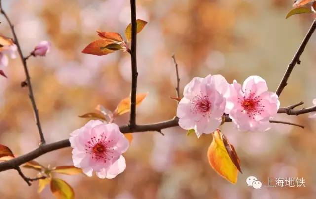 看樱花不用远赴日本,看樱花不用去武汉关庙也可以看