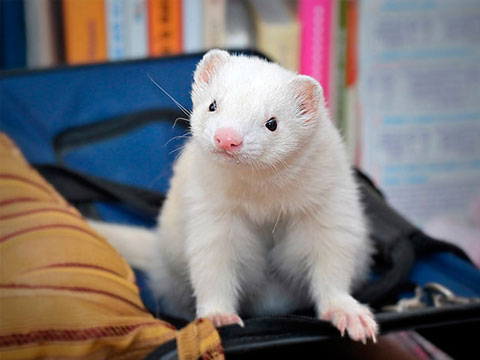 宠物貂饲养技巧与关注事项有哪些,宠物貂应该怎么来养