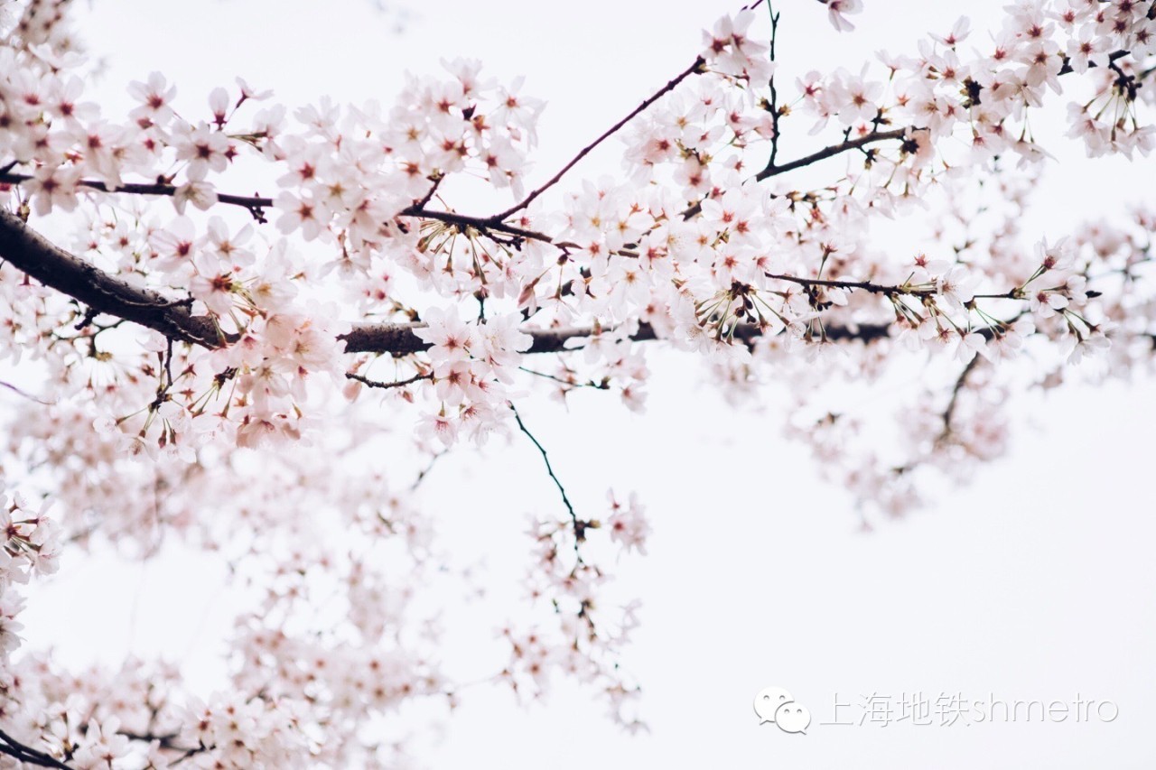 看樱花不用远赴日本,看樱花不用去武汉关庙也可以看