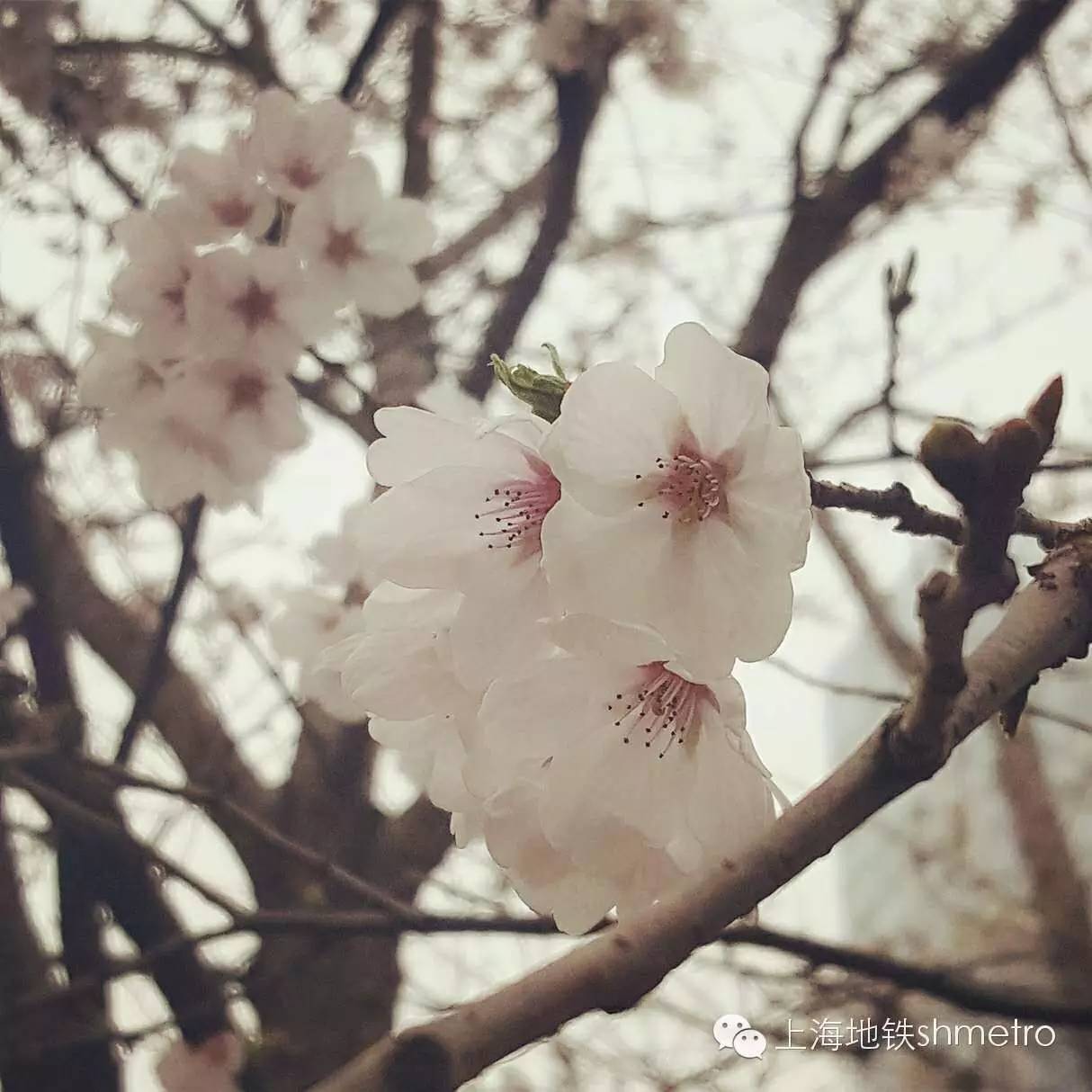 看樱花不用远赴日本,看樱花不用去武汉关庙也可以看