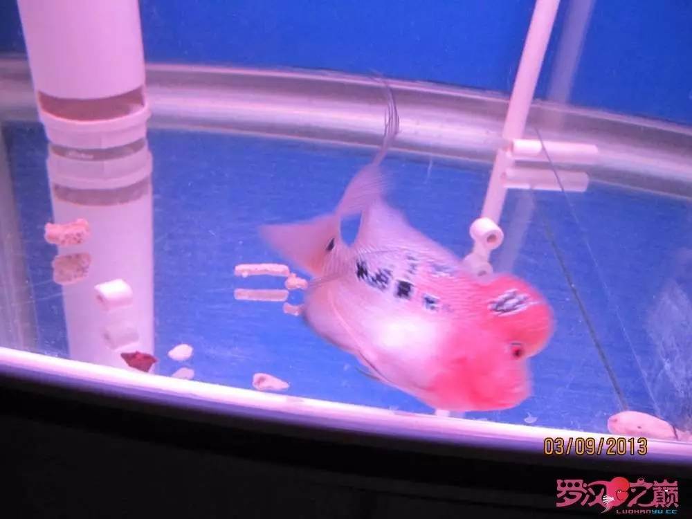 慢性肠炎的症状表现及治疗方法,慢性肠炎用中医还是西医治疗好