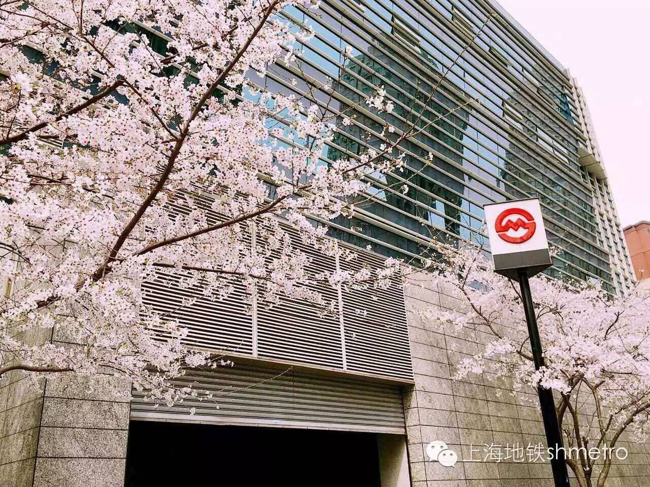 看樱花不用远赴日本,看樱花不用去武汉关庙也可以看