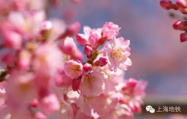 看樱花不用远赴日本,看樱花不用去武汉关庙也可以看