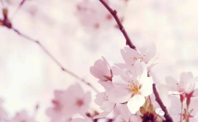 看樱花不用远赴日本,看樱花不用去武汉关庙也可以看