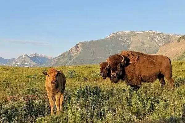 想不想跟着小李子体验“荒野猎人”一日游？