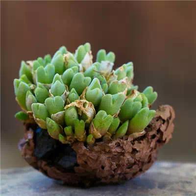 红梅多肉悬崖桩老桩,多肉老桩怎么养