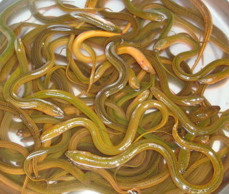 黄鳝通下水道,黄鳝下水用什么疏通最快