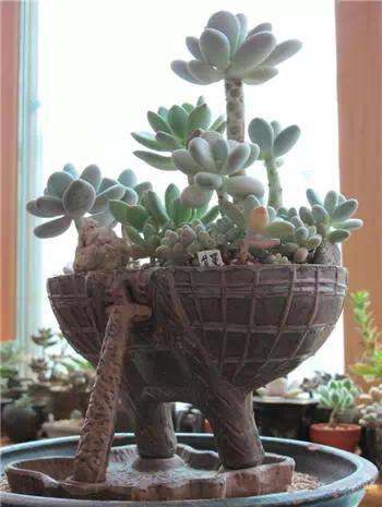 红梅多肉悬崖桩老桩,多肉老桩怎么养