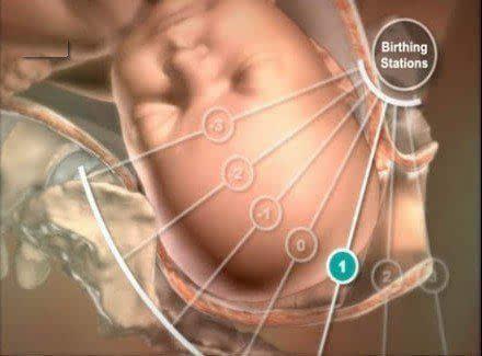 3d演示孕妇腹中胎儿,孕妇生孩子3d模拟