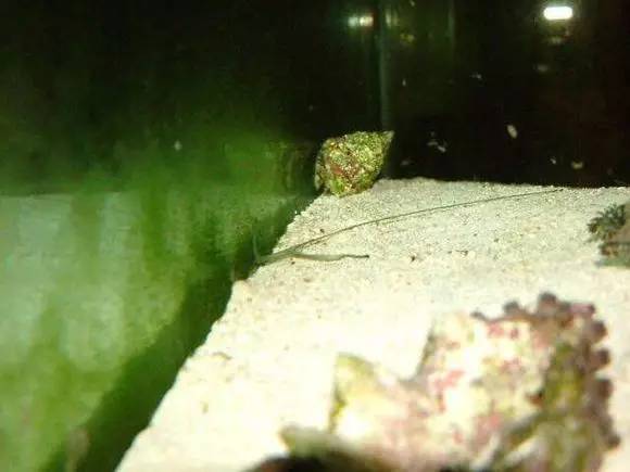 海缸好玩的小生物,海缸稀奇生物