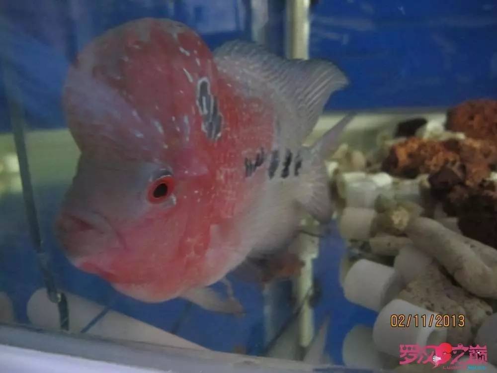 慢性肠炎的症状表现及治疗方法,慢性肠炎用中医还是西医治疗好