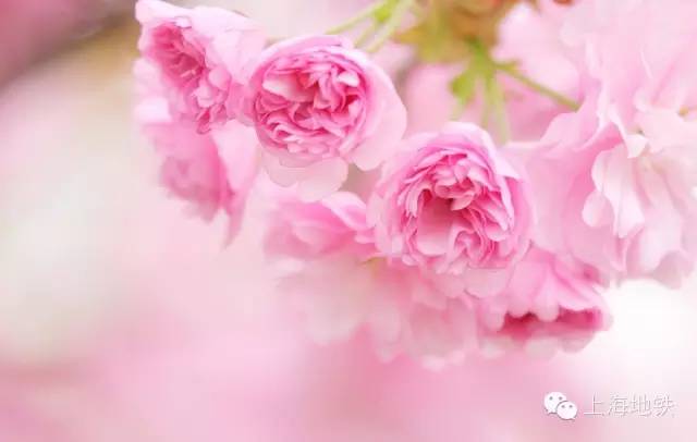 看樱花不用远赴日本,看樱花不用去武汉关庙也可以看