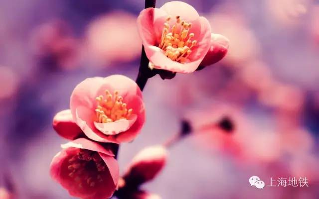 看樱花不用远赴日本,看樱花不用去武汉关庙也可以看