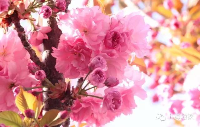 看樱花不用远赴日本,看樱花不用去武汉关庙也可以看