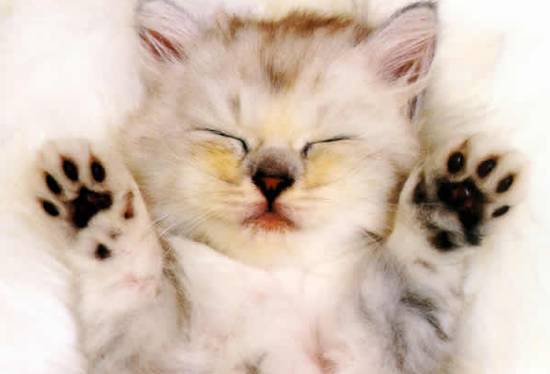 1997年十强赛国足2比3负卡塔尔,告捷预测