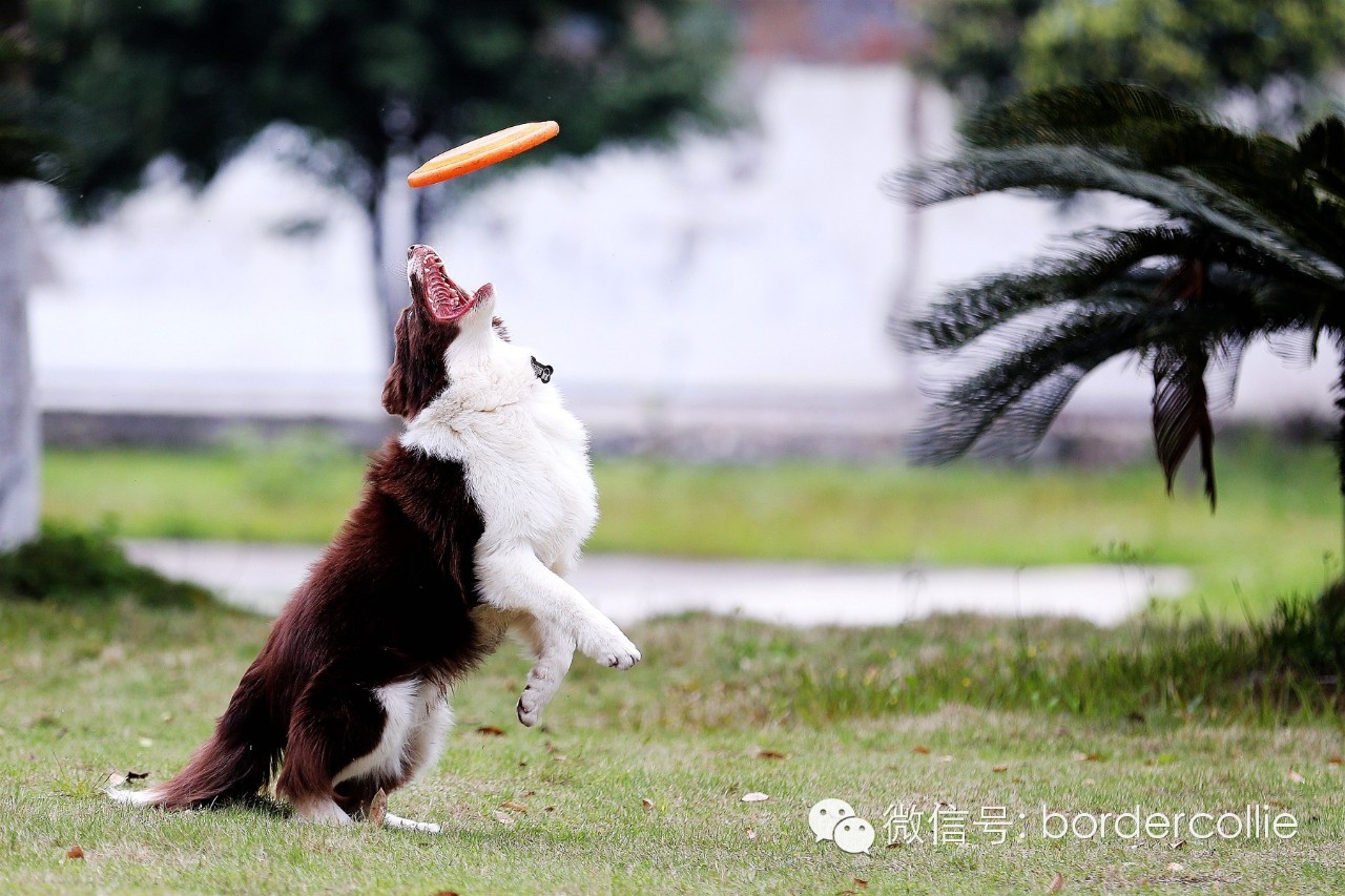 飞盘狗摄影,飞盘狗拍摄