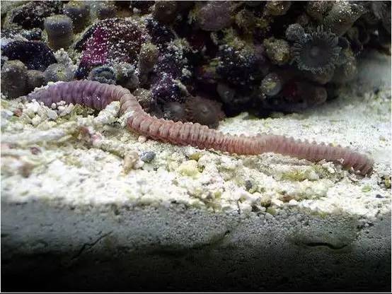海缸好玩的小生物,海缸稀奇生物