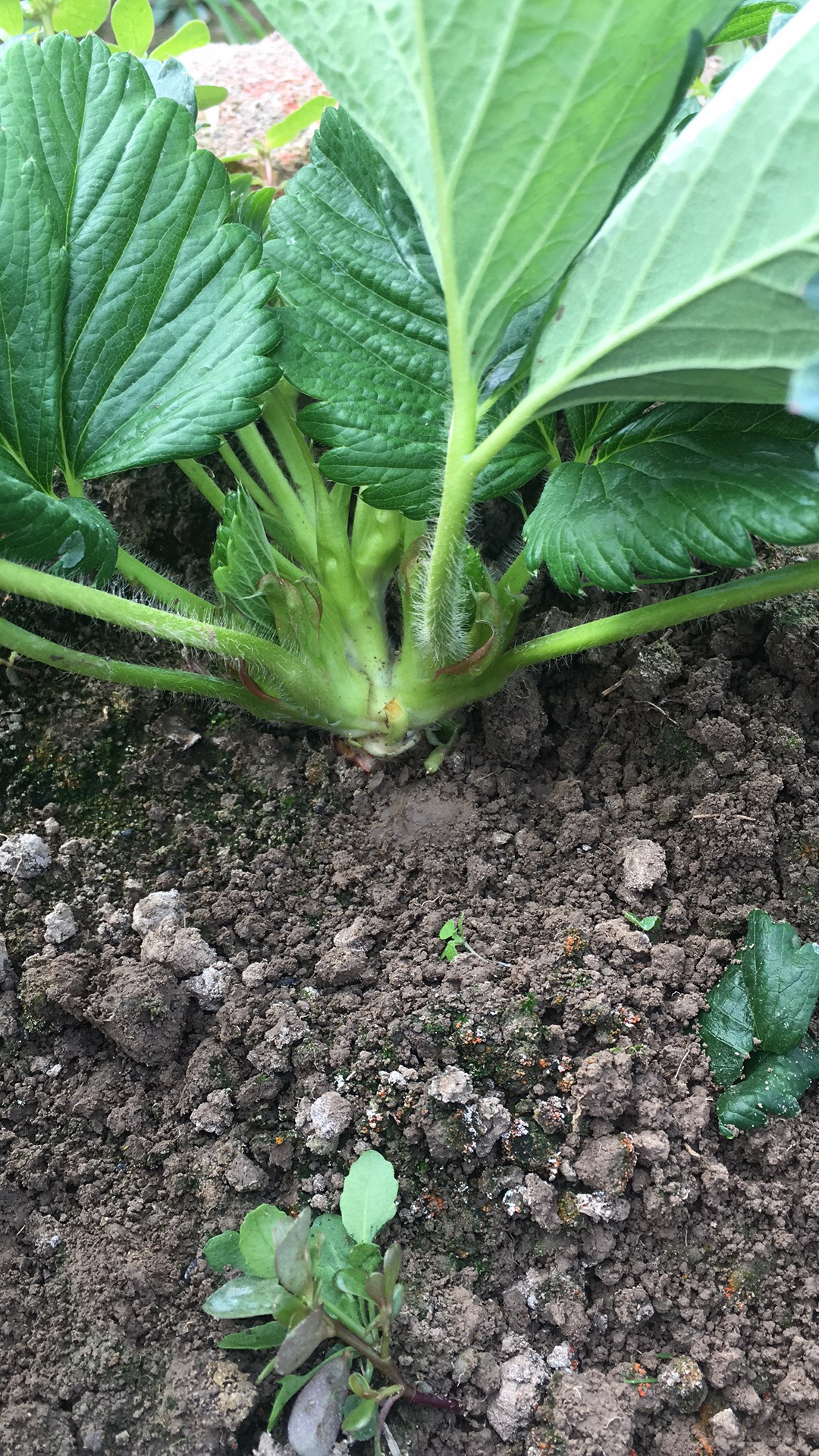 草莓病虫害防治尚彩霞,最新草莓主要病虫害防治有机肥