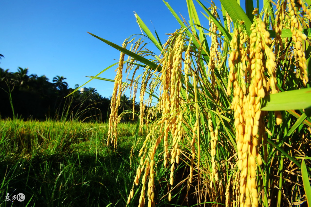 帝国神话腐烂的食物如何产生的,食物是怎么由来的