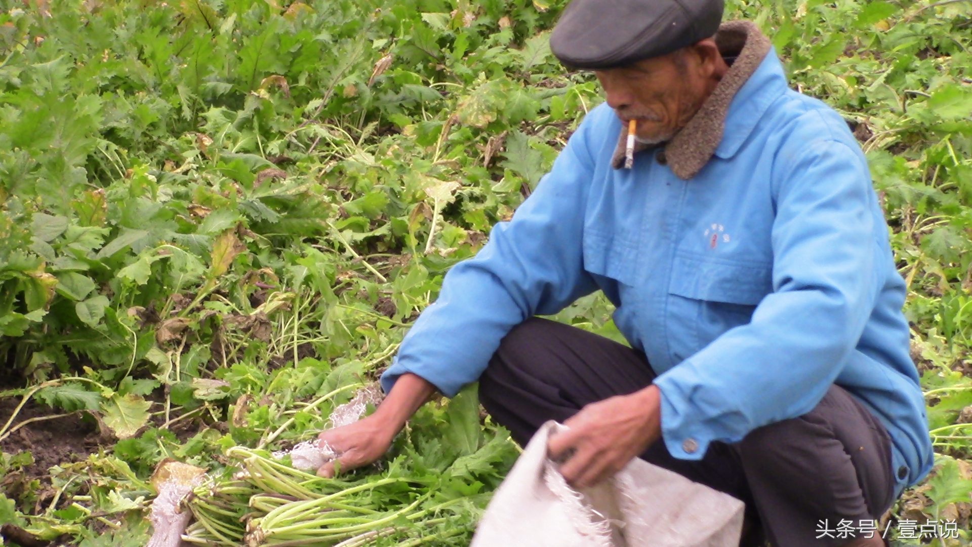 野草遮不住太阳的光芒是什么意思,草遮不住鹰眼水遮不住鱼眼