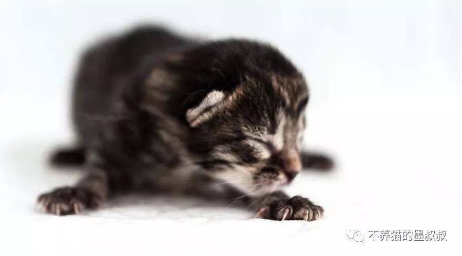 墨叔养猫怎么养,墨叔叔的新手养猫实用指南准备篇