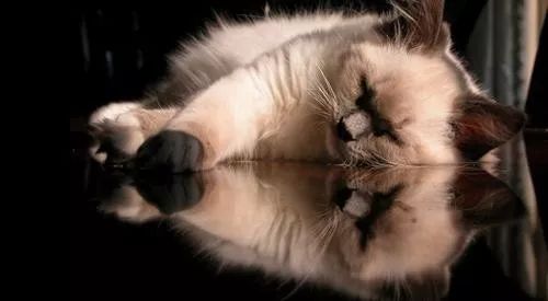 猫咪生病了怎么办？看这篇内容就够了