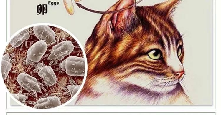 猫咪生病了怎么办？看这篇内容就够了