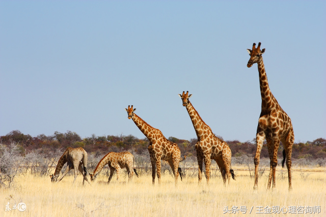 心理治疗和自己和解,家庭式心理治疗